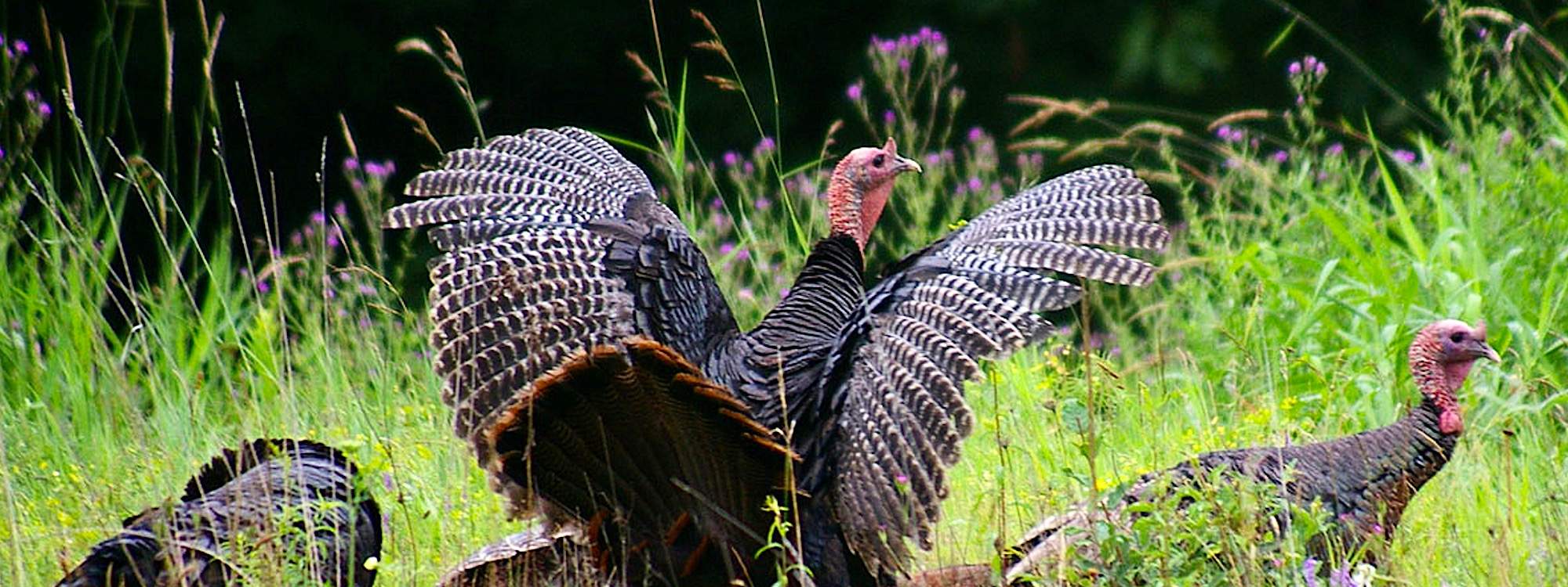 2022 spring turkey season for the southeast