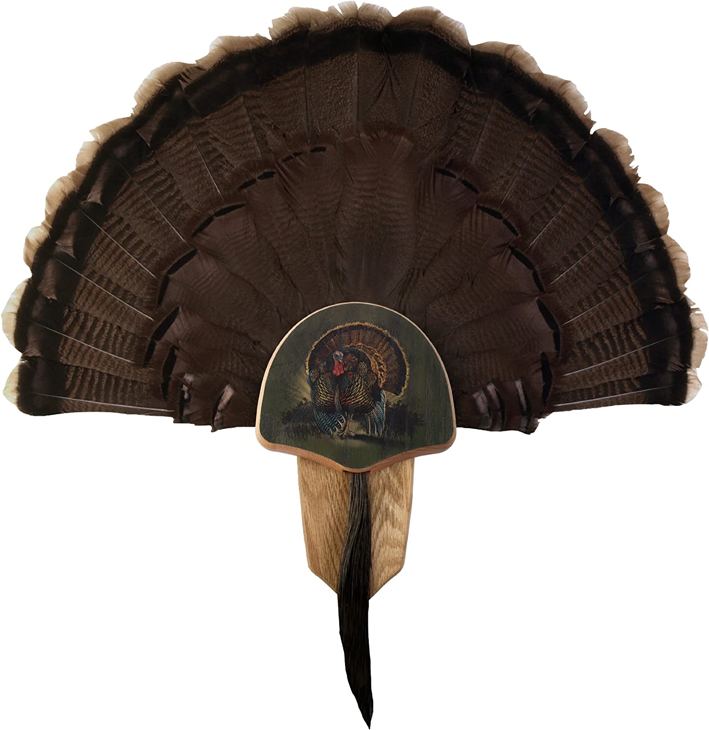 walnut turkey fan mount