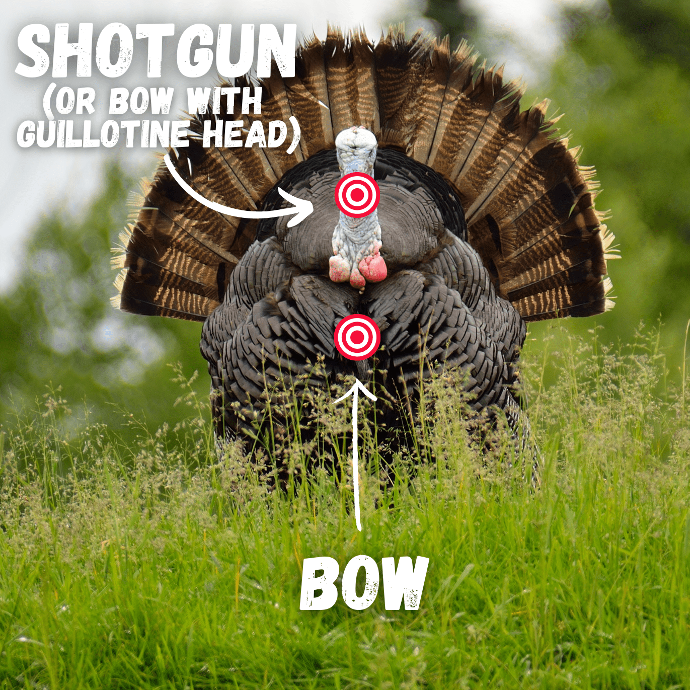 where to shoot a turkey with a bow frontal