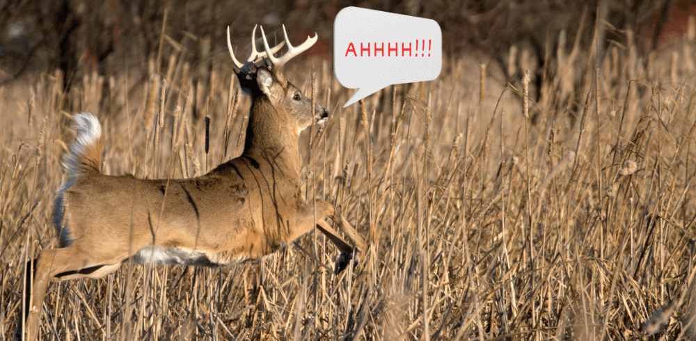 why do deer blow